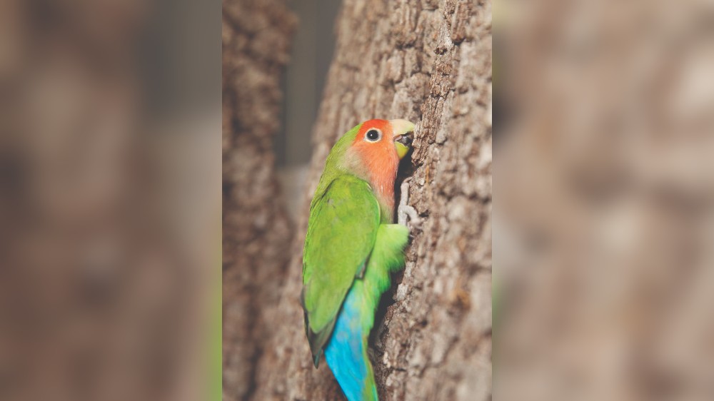 Scientists find animal that walks on three limbs: A parrot