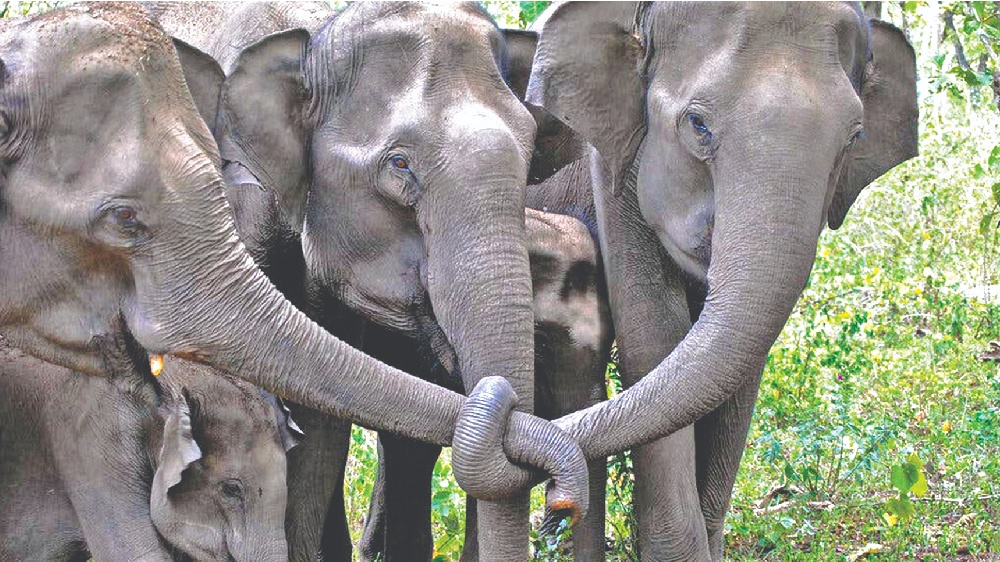 Signs of sentience Elephants in mourning spotted on YouTube by scientists Signs of sentience Elephants in mourning spotted on YouTube by scientists