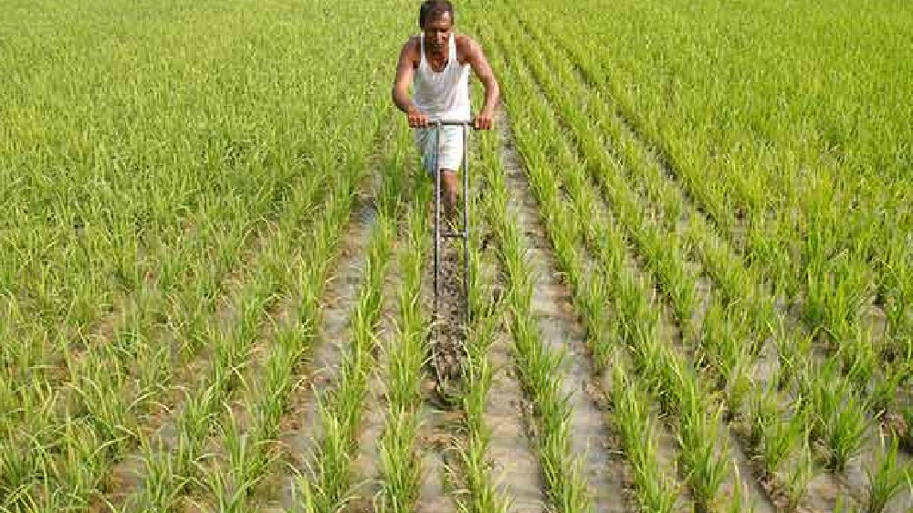 Set CCTV cameras at procurement centres: Farmers hit by bribery Set CCTV cameras at procurement centres: Farmers hit by bribery