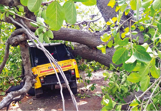 2 killed after uprooted tree falls on auto in Nellai 2 killed after uprooted tree falls on auto in Nellai