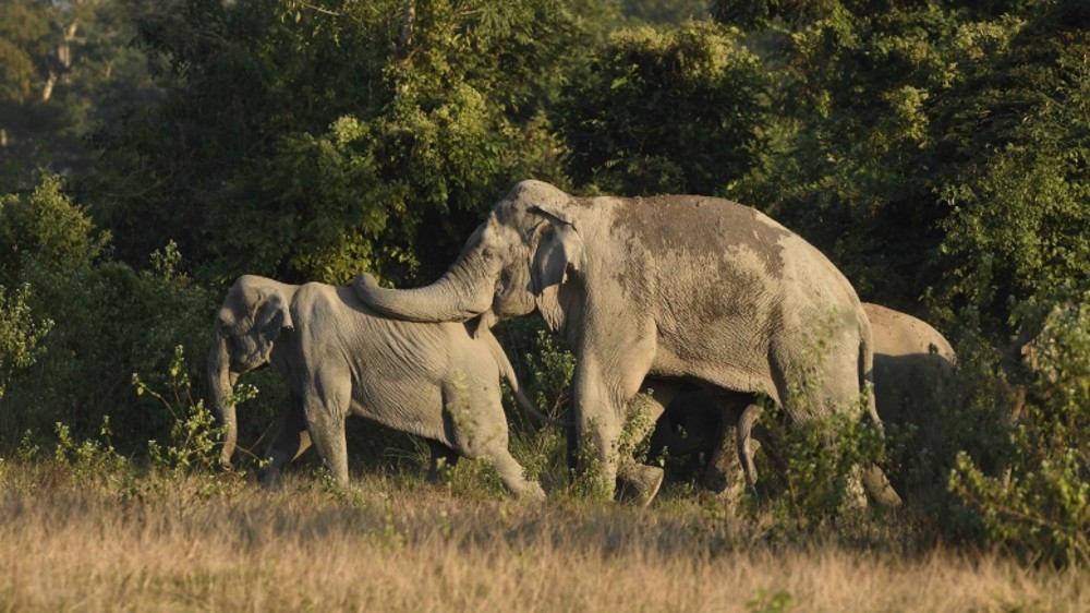 Elephants destroy sugar cane, mango orchards in TN, farmers complain