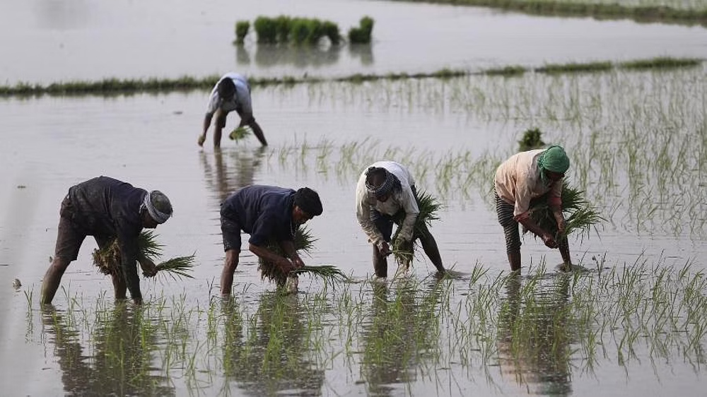 Centre protecting farmers: FM on doubling fertiliser subsidy
