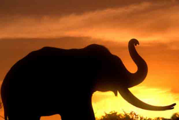 Female elephant found dead in Kovai