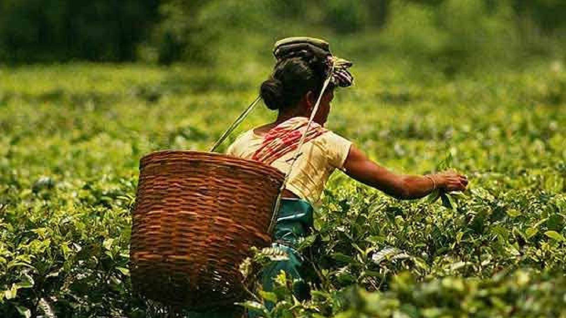 Nilgiris tea sector to ramp up production, quality after tea co-ops get Rs 5 cr grant