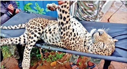 Leopard found dead near hen cage in Valparai Leopard found dead near hen cage in Valparai