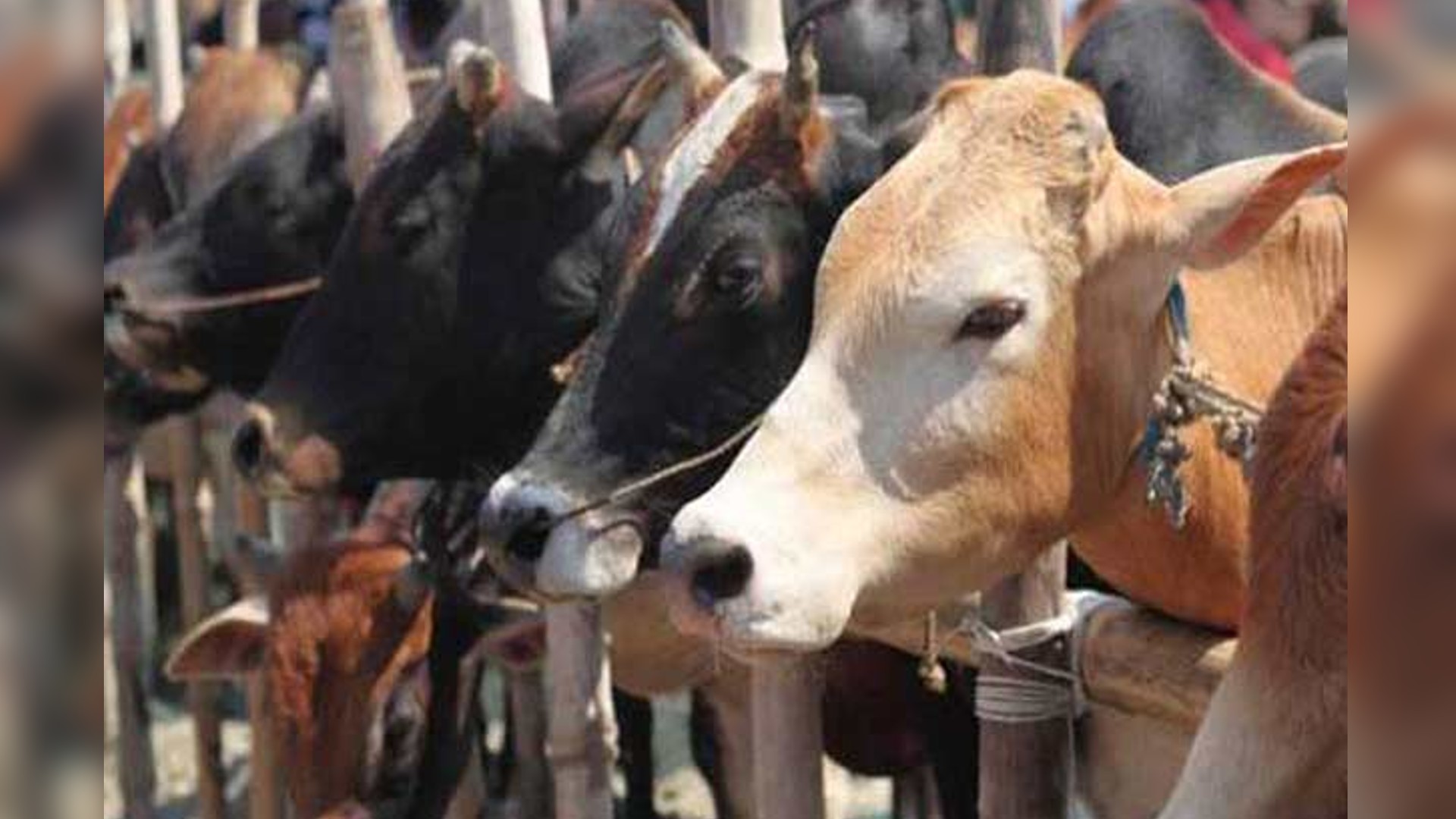 Asani effect: 4 cows, 4 goats electrocuted in Chengalpattu