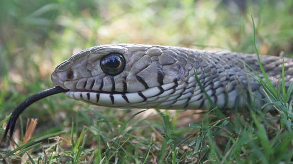 Snake park organising one day programme on kinds of vipers