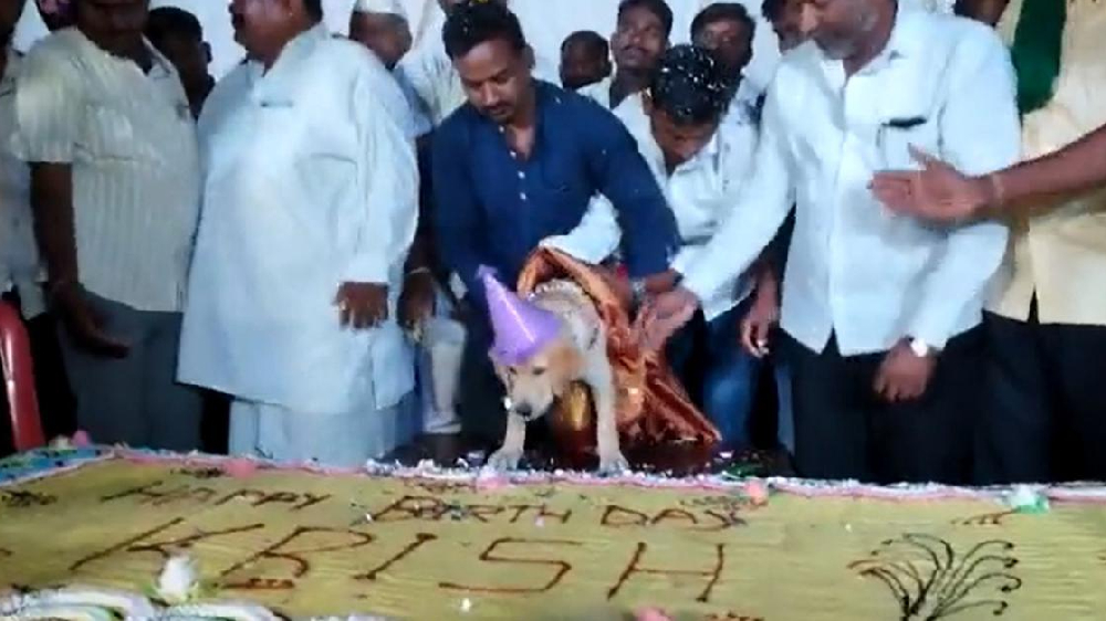 Grand party, 100 kg cake: Mans spl arrangement on pets birthday