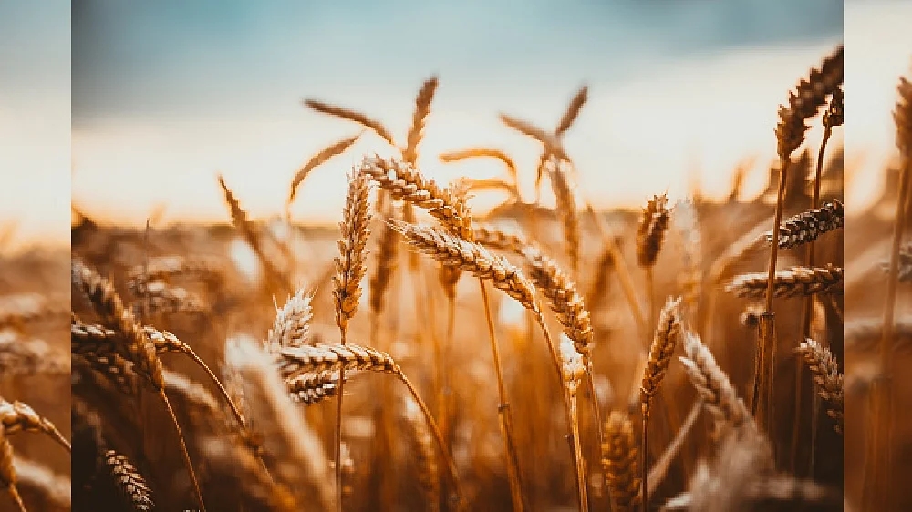 India exported 1.8 mln tn wheat to several countries since ban India exported 1.8 mln tn wheat to several countries since ban