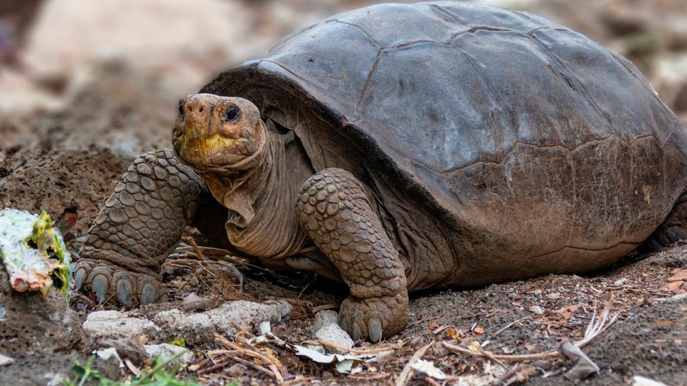 Rare species of Tortoise believed to be extinct found alive