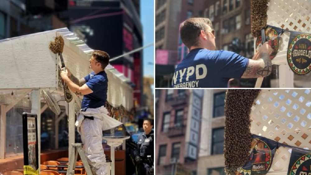 No more buzz? 2K bees removed from restaurant in NYs busy spot