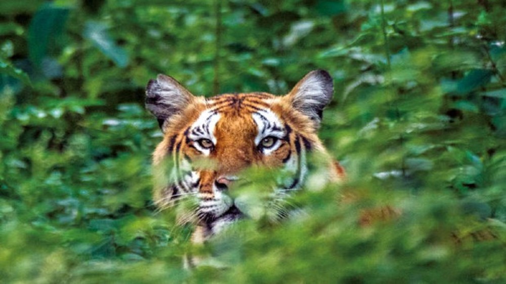 Forest dept asks motorists not to stop in Satyamangalam forest area