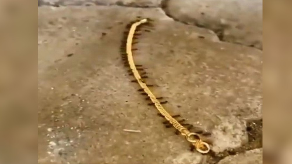 Watch: Tiny ants smuggle gold chain in viral video Watch: Tiny ants smuggle gold chain in viral video