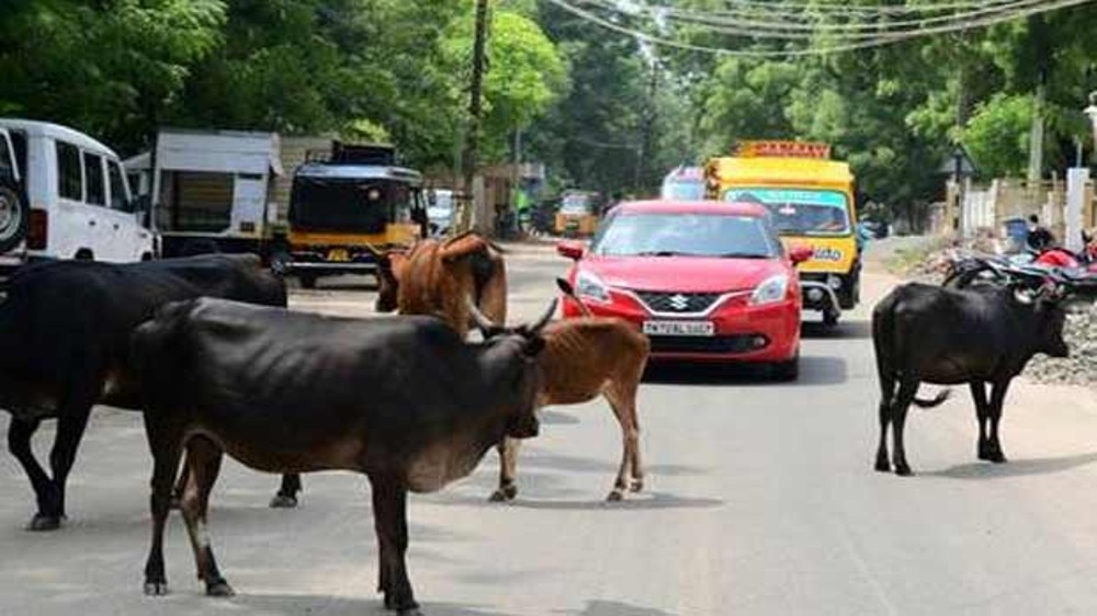 Stray cattle menace high in Chennai core areas; Rs 4.68L fine collected