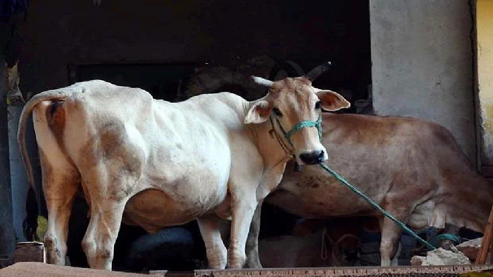 Cow bites country-made bomb, dies Cow bites country-made bomb, dies