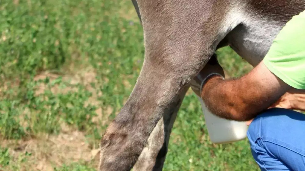 Man quits IT job & starts donkey farm, gets milk orders worth Rs 17L