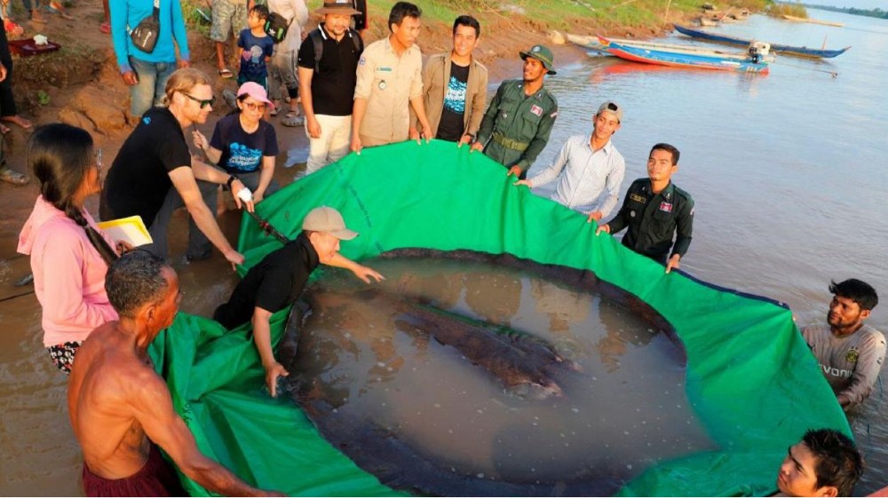 Found in Cambodia, 300 kg stingray is now the largest freshwater fish Found in Cambodia, 300 kg stingray is now the largest freshwater fish