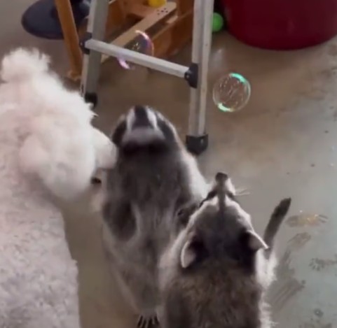 Viral Video: Raccoons playing with soap bubbles captures hearts