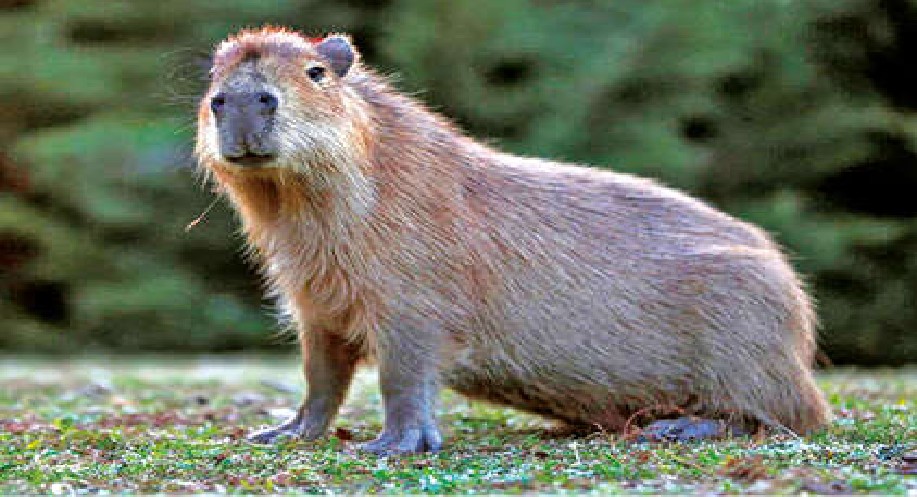 Earth’s largest rodents were smaller than we once thought