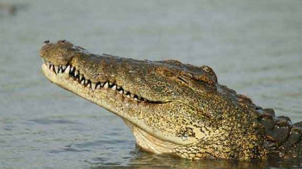 HC orders notice to TN, Centre in plea against transferring 1,000 crocodiles