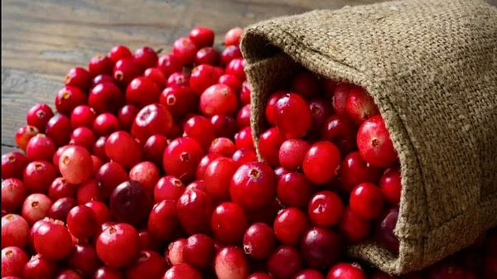 Consuming cranberries enhances memory, curbs bad cholesterol