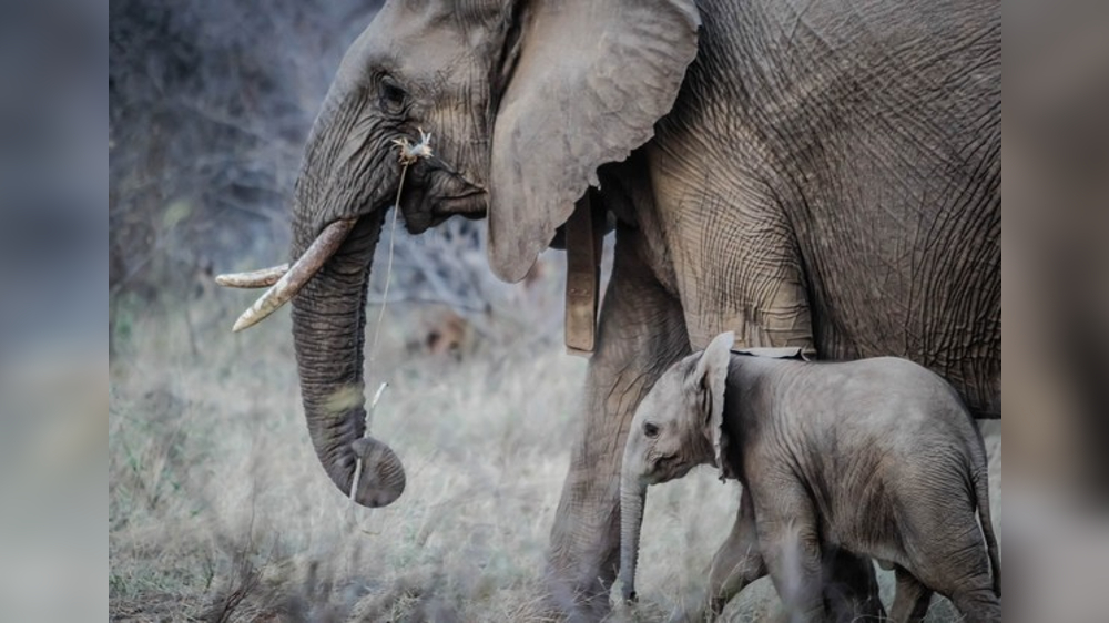 Viral video shows baby elephant being escorted in Z+++ security Viral video shows baby elephant being escorted in Z+++ security