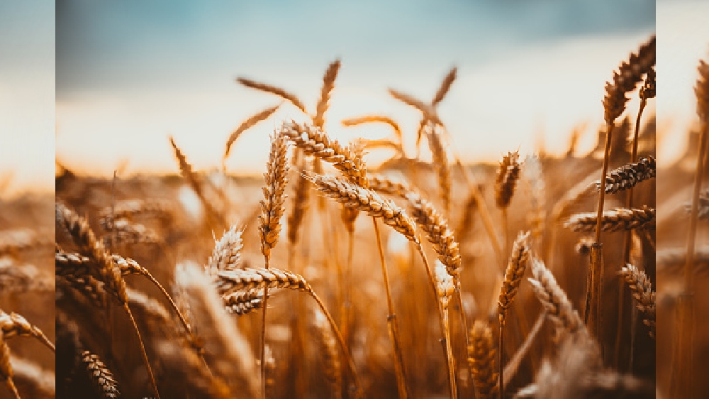 Global wheat prices jump after India export ban and Ukraine war: FAO Global wheat prices jump after India export ban and Ukraine war: FAO