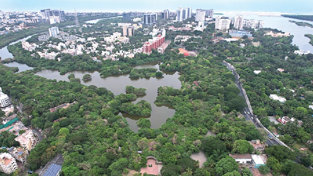 World Environment Day: In search of a green canopy