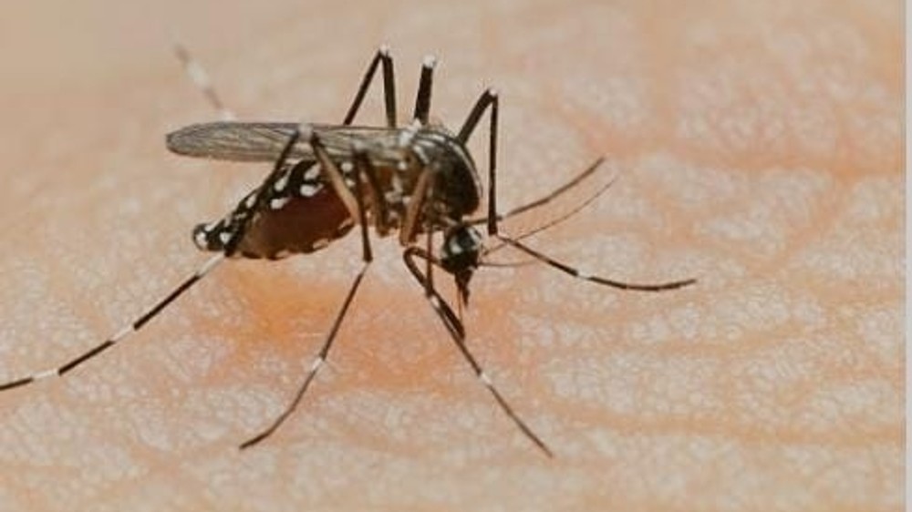 Singapore’s dengue emergency is a climate change warning sign