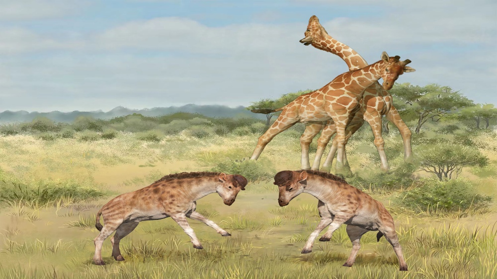 Giraffes may be long-necked for fights, not just food Giraffes may be long-necked for fights, not just food