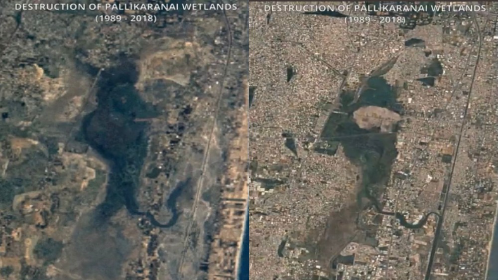 From 50 kms to less than 5 kms: How Pallikaranai Marsh shrank in 50 yrs From 50 kms to less than 5 kms: How Pallikaranai Marsh shrank in 50 yrs