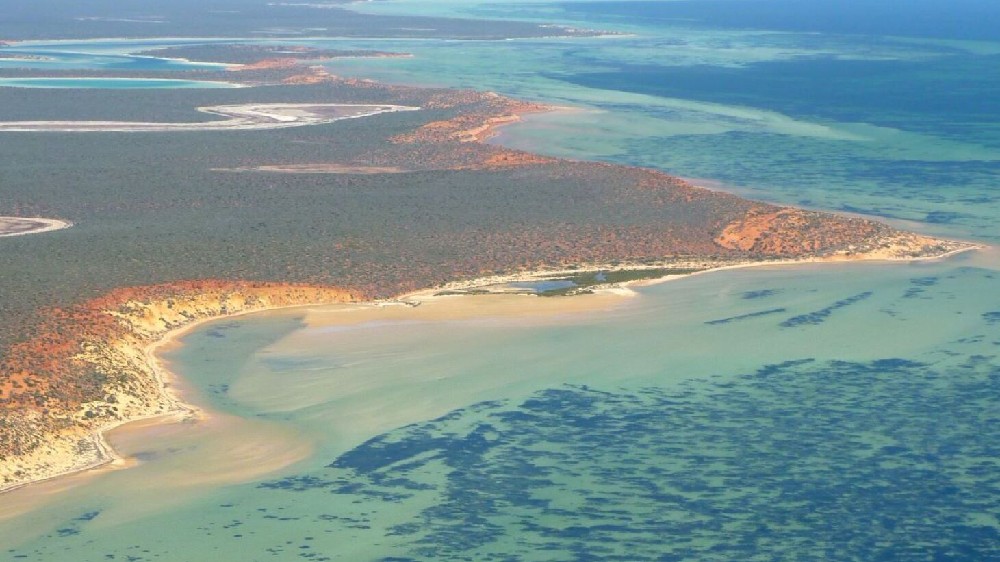 World’s largest plant, a self-cloning sea grass in Australia World’s largest plant, a self-cloning sea grass in Australia