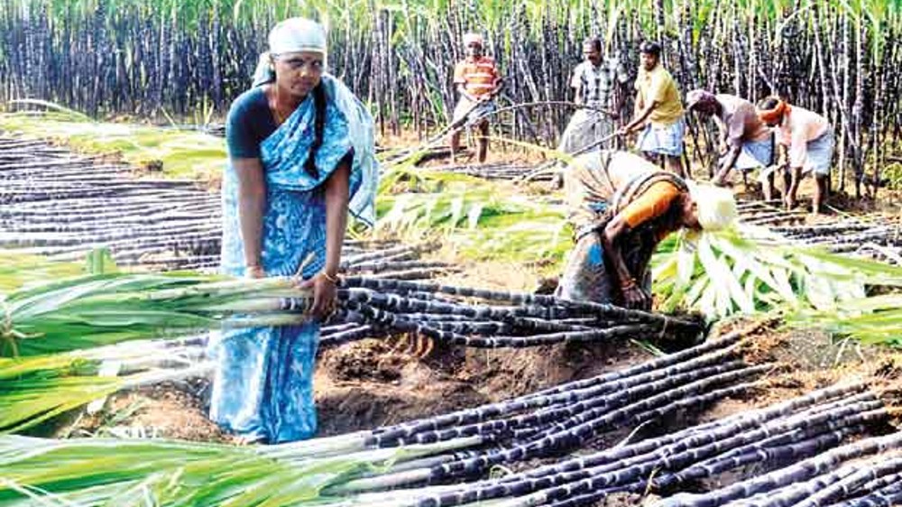 Increasing hysterectomy and sugarcane cutting in Maharashtra