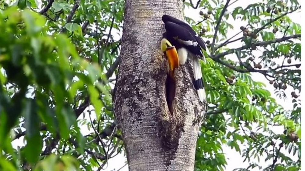Viral video of father Hornbill feeding his partner melts hearts