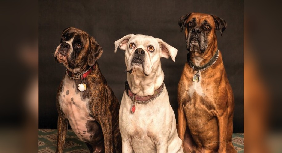 Study suggests more neighborhood dogs lead to lesser crime