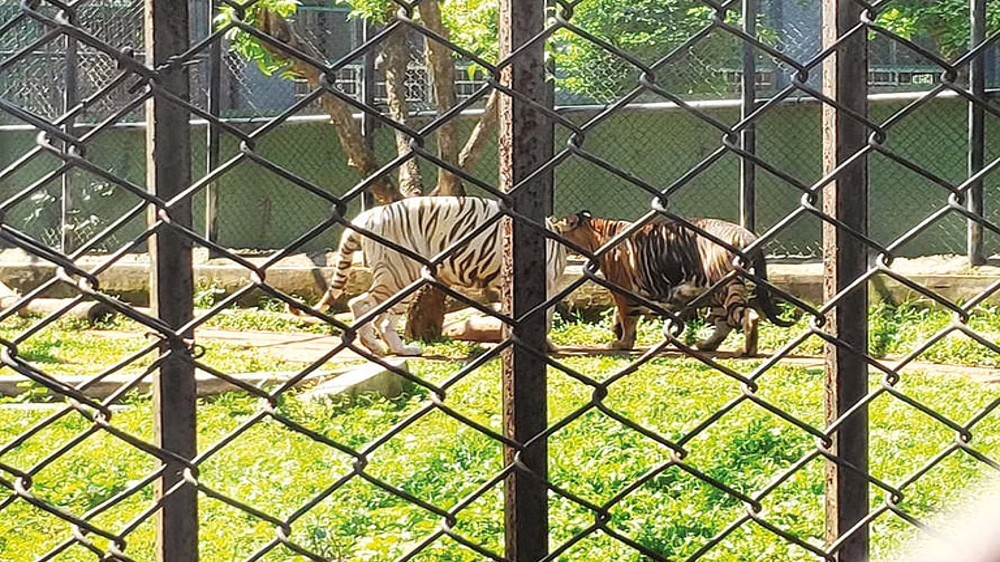 7 closed exhibits of Vandalur Zoo to reopen in phased manner