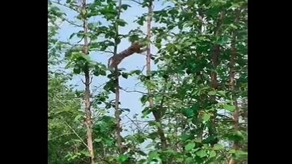 Watch: Video of leopard hunting a baby monkey goes viral Watch: Video of leopard hunting a baby monkey goes viral