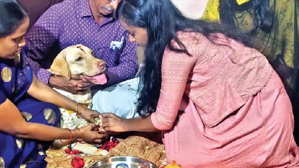 Couple conducts baby shower for pet dog
