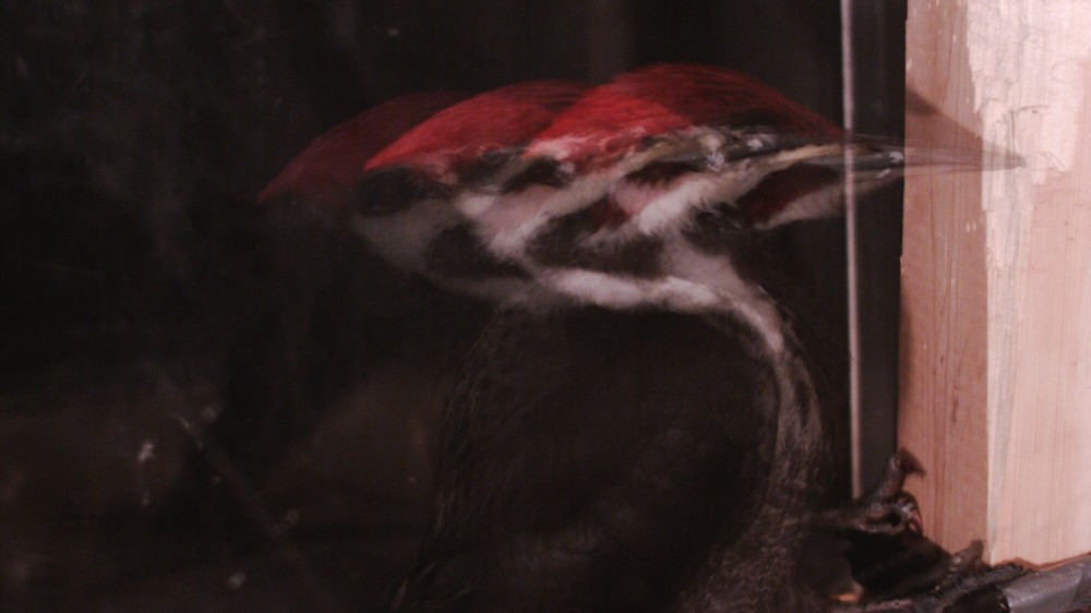 Why woodpeckers don’t mind hitting trees with their faces Why woodpeckers don’t mind hitting trees with their faces