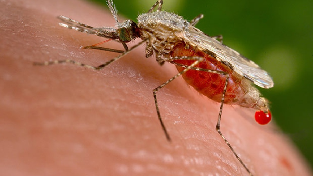 Ensure 90 pc attendance of Malaria workers, zones told