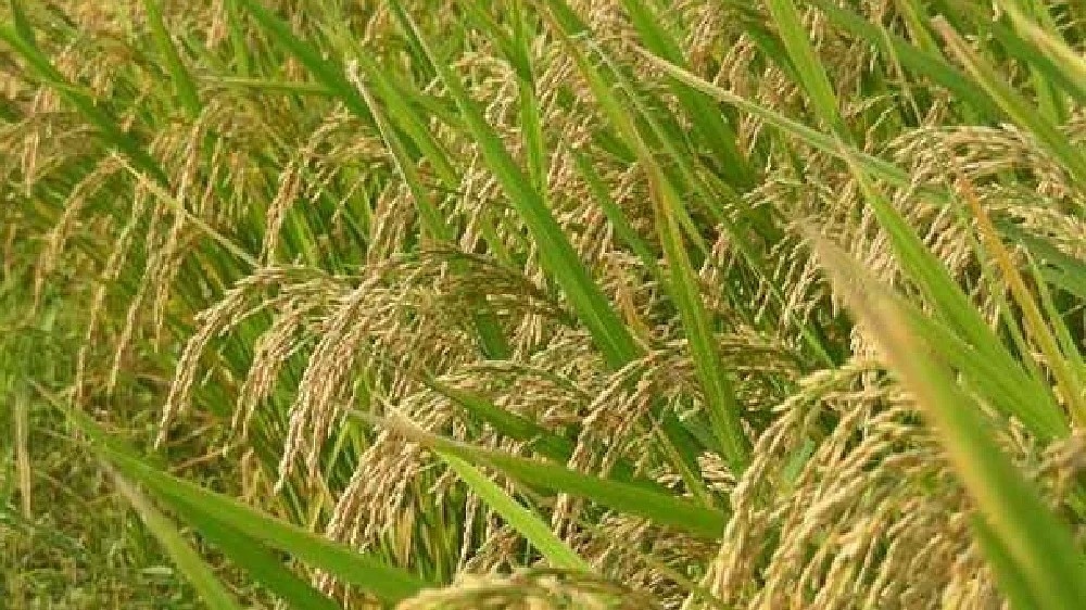 Ranipet ryots: Open DPCs as fresh harvest season has started