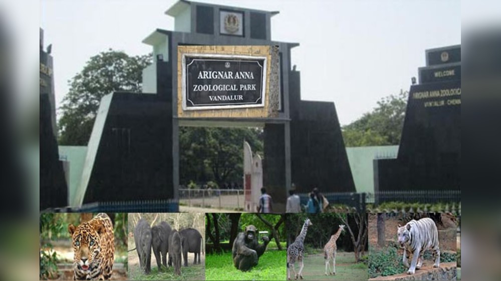 Sand replaced at snake enclosure after a decade in Vandalur zoo