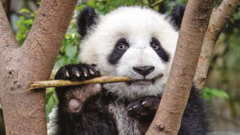 A bear who’s got two pseudo-thumbs and loves to eat bamboo A bear who’s got two pseudo-thumbs and loves to eat bamboo