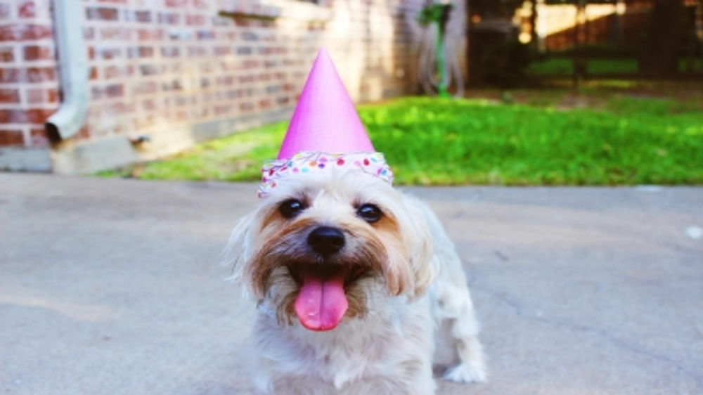 Pawsome ways to celebrate your dogs birthday