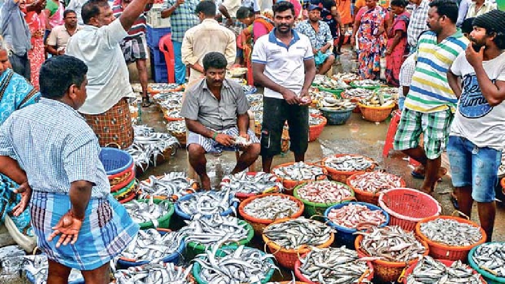 Aadi begins: Fish sales go up at Kasimedu market Aadi begins: Fish sales go up at Kasimedu market