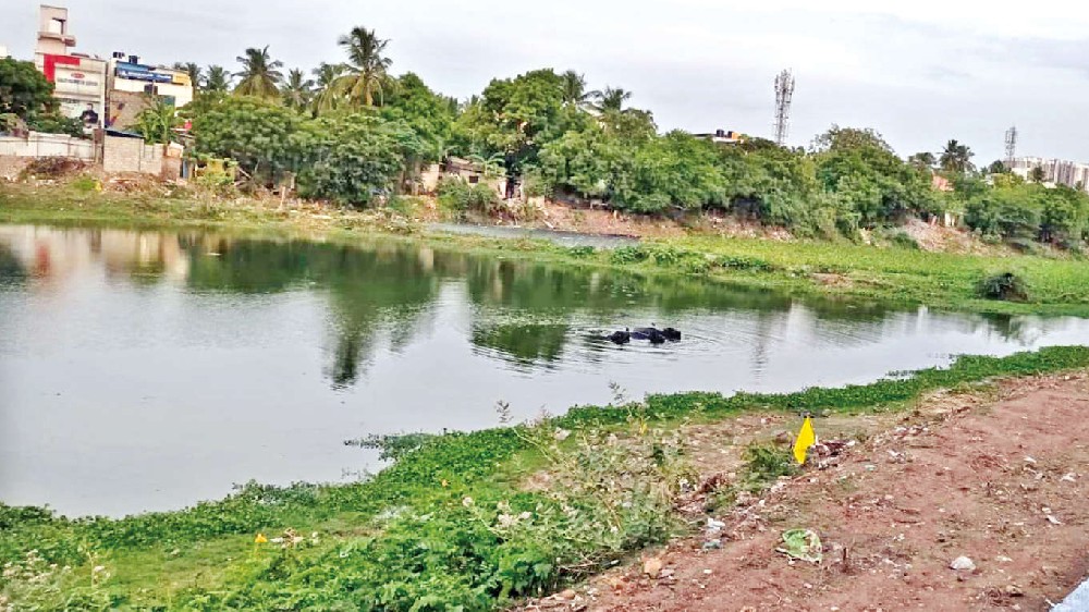 Adambakkam lake cries for attention, residents urge action