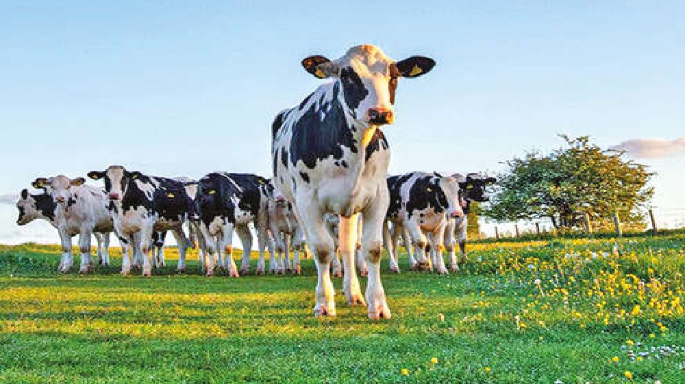 Early Europeans could not stomach milk, but drank anyway Early Europeans could not stomach milk, but drank anyway