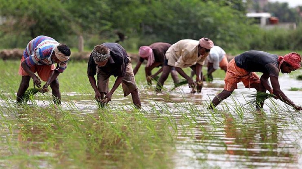 Delta ryots welcome decision on early procurement of paddy in Sept