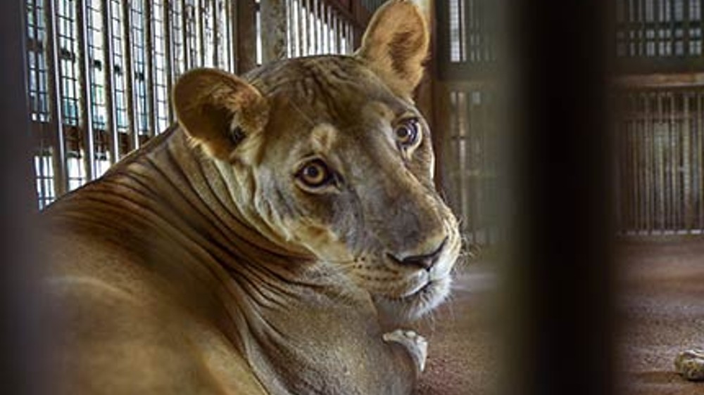 25-year-old lioness Bhuvana dies during surgical procedure at zoo
