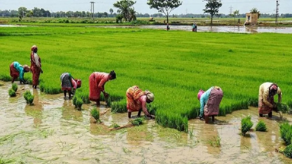 Hundreds of acres of kuruvai nurseries submerged in Thanjai
